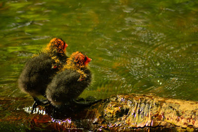 Two baby coots on a floating branch