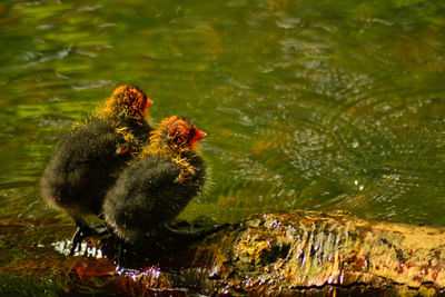 Duck swimming in lake