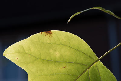 Close-up of maple leaves on plant