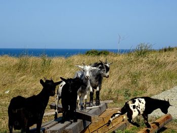 Cows on sea shore against clear sky