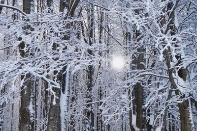 Low angle view of frozen trees during winter