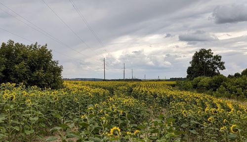 Scenic view of agricultural field against sky