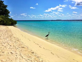 Bird perching at beach against sky