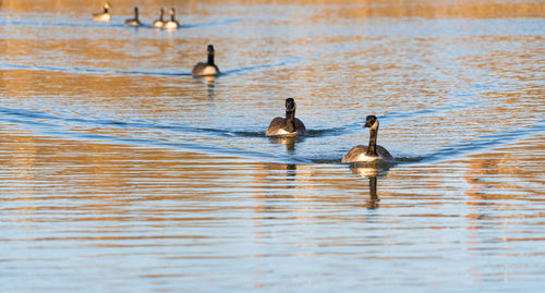 Canadia goose geese in lake low level eye line water line view marco close up on lake