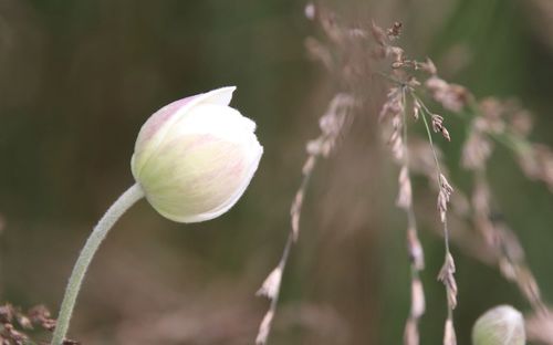 Close-up of flowering plant