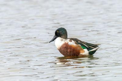 Duck swimming in a lake