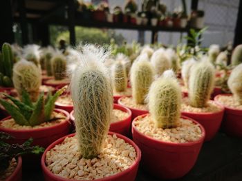 Close-up of succulent plant for sale in market