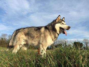 Alaskan malamute standing on grassy field against cloudy sky