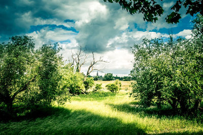 Trees on field against sky