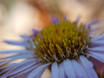 Close-up of purple flower