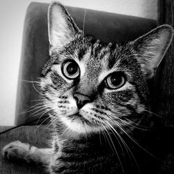Close-up portrait of cat