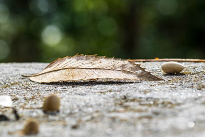 Close-up of dried leaves on wood