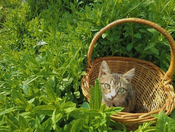 Portrait of cat in basket