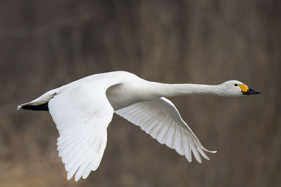 Close-up of bird flying