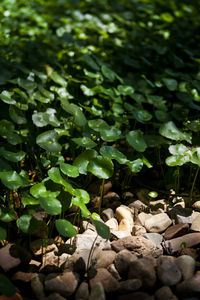 Close-up of plants