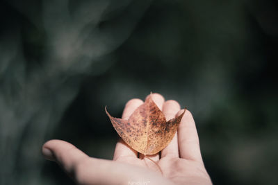 Close-up of hand holding leaf