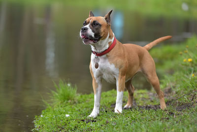 Dog looking away on grass