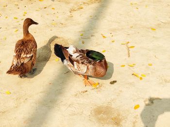High angle view of a bird