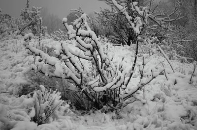 Trees on field during winter