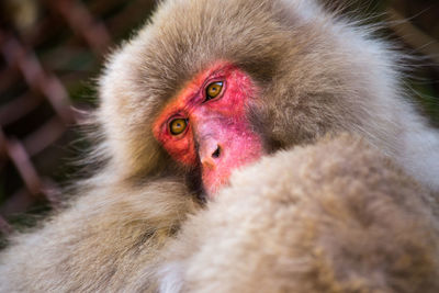 Close-up of japanese macaque looking away outdoors