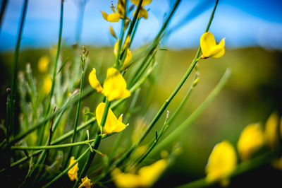 Close-up of flower in field