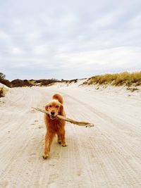 Dog walking on beach against sky