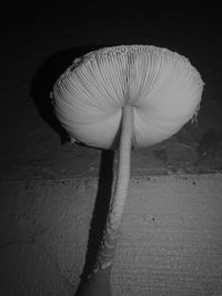 Close-up of mushroom growing outdoors