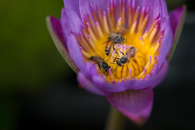 Close-up of bee pollinating on lotus water lily