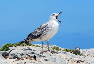 Seagull perching on rock against clear blue sky