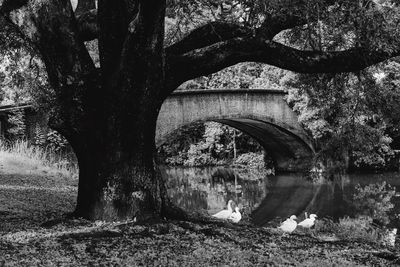 Bare trees against sky
