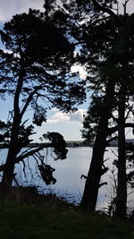 Trees by lake against sky