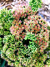 Close-up of pink flowering plants