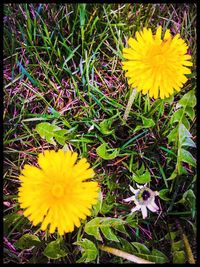 Close-up of yellow flowers blooming in field