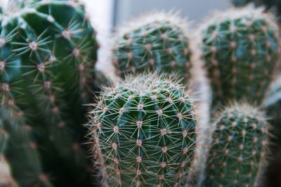 Close-up of cactus plant