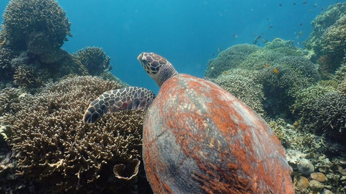Sea turtle swimming underwater over corals. sea turtle moves its flippers in the ocean under water. 