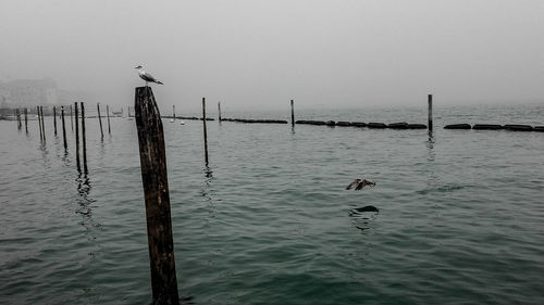 Bird on wooden post in water