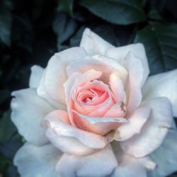 Close-up of rose flower