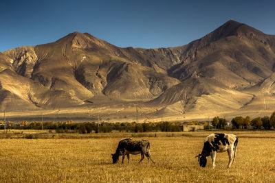 Horses in a field