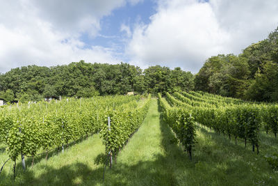 Panoramic shot of agricultural field against sky
