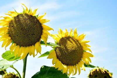 Close-up of sunflower against sky