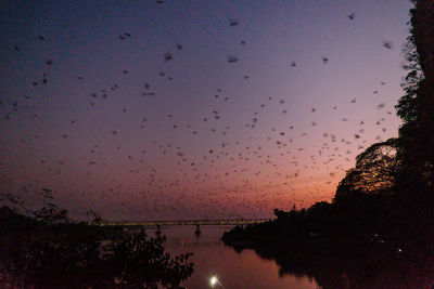 Silhouette of birds flying against the sky