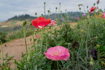 Close-up of pink poppy flower on field
