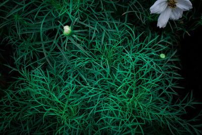 Close-up of flowers