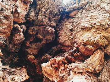 Full frame shot of tree trunk