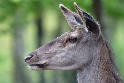 Red deer portrait 