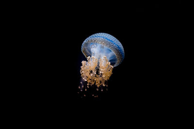 Close-up of jellyfish swimming in sea