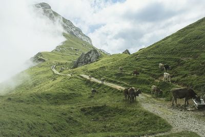 View of a sheep on landscape