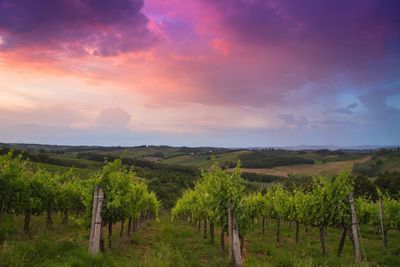 Scenic view of vineyard against sky during sunset