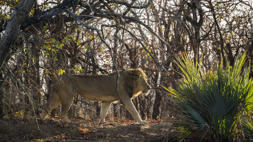 Side view of lion walking on land in forest