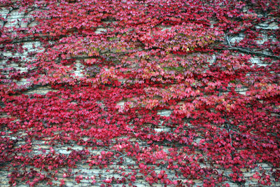 Full frame shot of red flowering plant